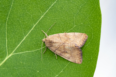 The Dun-bar (Cosmia trapezina)