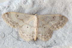 Randengmåler (Idaea biselata)