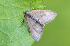 Grey Pine Carpet (Thera obeliscata)