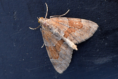 Grey Pine Carpet (Thera obeliscata)