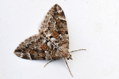 Spruce Carpet (Thera variata)