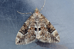 Spruce Carpet (Thera variata)