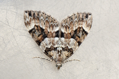 Spruce Carpet (Thera variata)