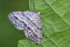 Linjelundmåler (Mesotype parallelolineata)