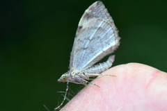Dark Marbled Carpet (Dysstroma citrata)