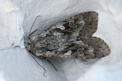 Great Brocade (Eurois occulta)
