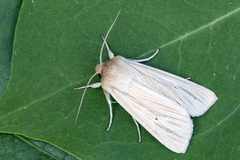 Halmgult gressfly (Mythimna pallens)