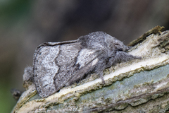 Pale Eggar (Trichiura crataegi)