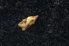 Mjødurtflatvikler (Acleris aspersana)