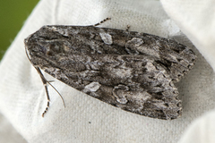 Great Brocade (Eurois occulta)