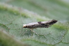 Apple Fruit Moth (Argyresthia conjugella)