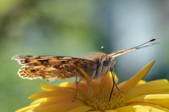 Tistelsommerfugl (Vanessa cardui)