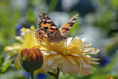 Tistelsommerfugl (Vanessa cardui)