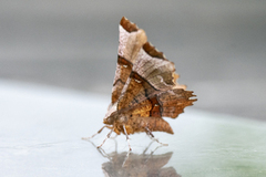 Flikmånemåler (Selenia lunularia)