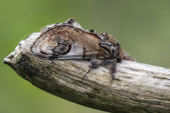 Pebble Prominent (Notodonta ziczac)