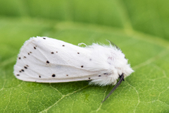 Punkttigerspinner (Spilosoma lubricipeda)