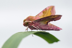 Liten snabelsvermer (Deilephila porcellus)