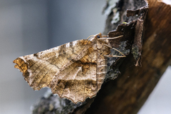 Blek månemåler (Selenia dentaria)