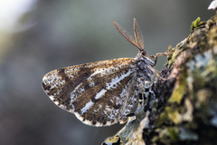 Bordered White (Bupalus piniaria)