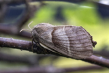 Bringebærspinner (Macrothylacia rubi)