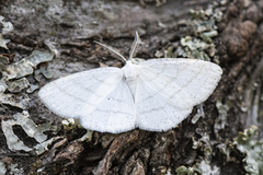 Common White Wave (Cabera pusaria)