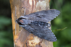 Furusvermer (Sphinx pinastri)