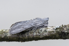 Vårhettefly (Cucullia chamomillae)