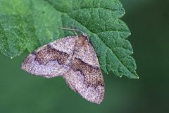 Barred Umber (Plagodis pulveraria)