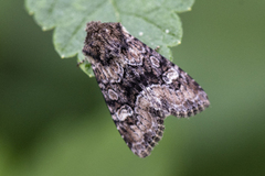 Skogengfly (Apamea illyria)