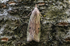 Bee Moth (Aphomia sociella)