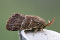 Fox Moth (Macrothylacia rubi)