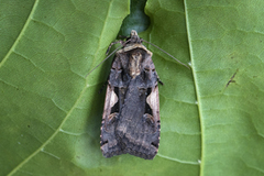 Setaceous Hebrew Character (Xestia c-nigrum)