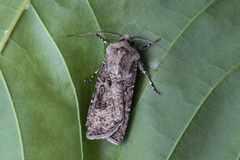 Gråpudret jordfly (Agrotis segetum)