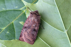 Small Square-spot (Diarsia rubi)
