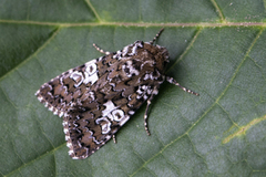 Kystnellikfly (Hadena albimacula)