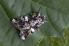 Marbled Coronet (Hadena confusa)