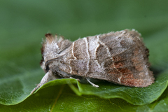 Dvergstjertspinner (Clostera pigra)