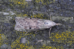 Bee Moth (Aphomia sociella)