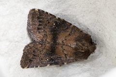 Skyggefly (Rusina ferruginea)