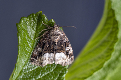 Marbled White Spot (Deltote pygarga)