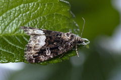 Marbled White Spot (Deltote pygarga)