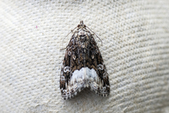 Marbled White Spot (Deltote pygarga)