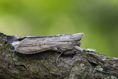 The Shark (Cucullia umbratica)