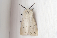 White Ermine (Spilosoma lubricipeda)