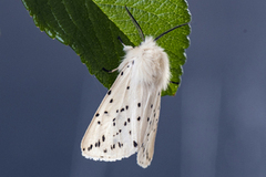 White Ermine (Spilosoma lubricipeda)