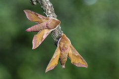 Small Elephant Hawk-moth (Deilephila porcellus)