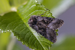 Myrmetallfly (Syngrapha microgamma)