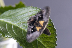 Myrmetallfly (Syngrapha microgamma)