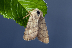 Linjefly (Charanyca trigrammica)