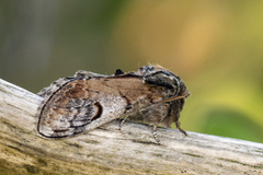 Pebble Prominent (Notodonta ziczac)